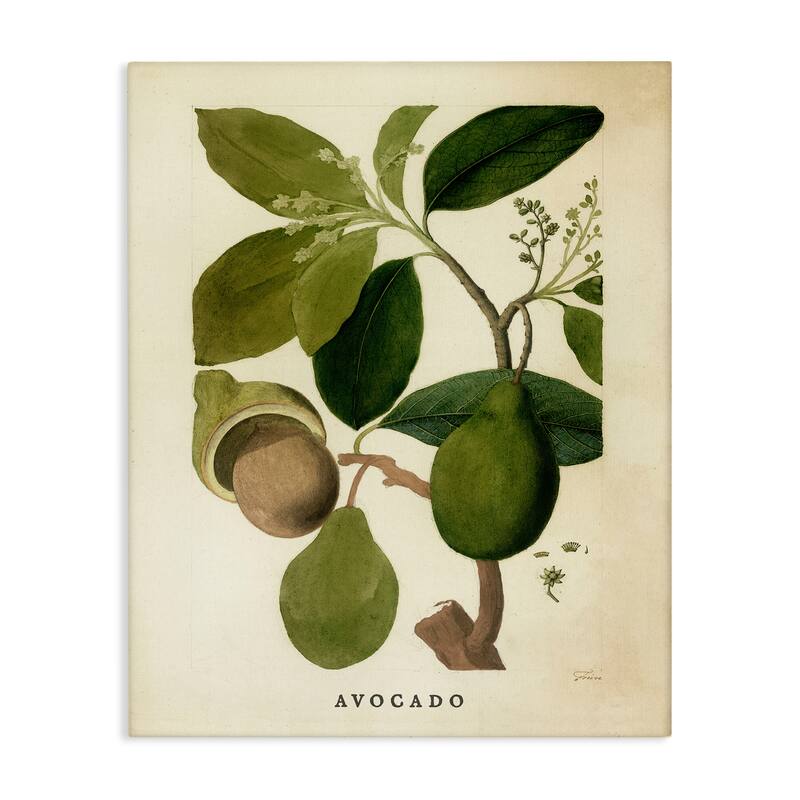 Stupell Vintage Avocado Plant Canvas Wall Art Design By Lil' Rue - 24 x 30