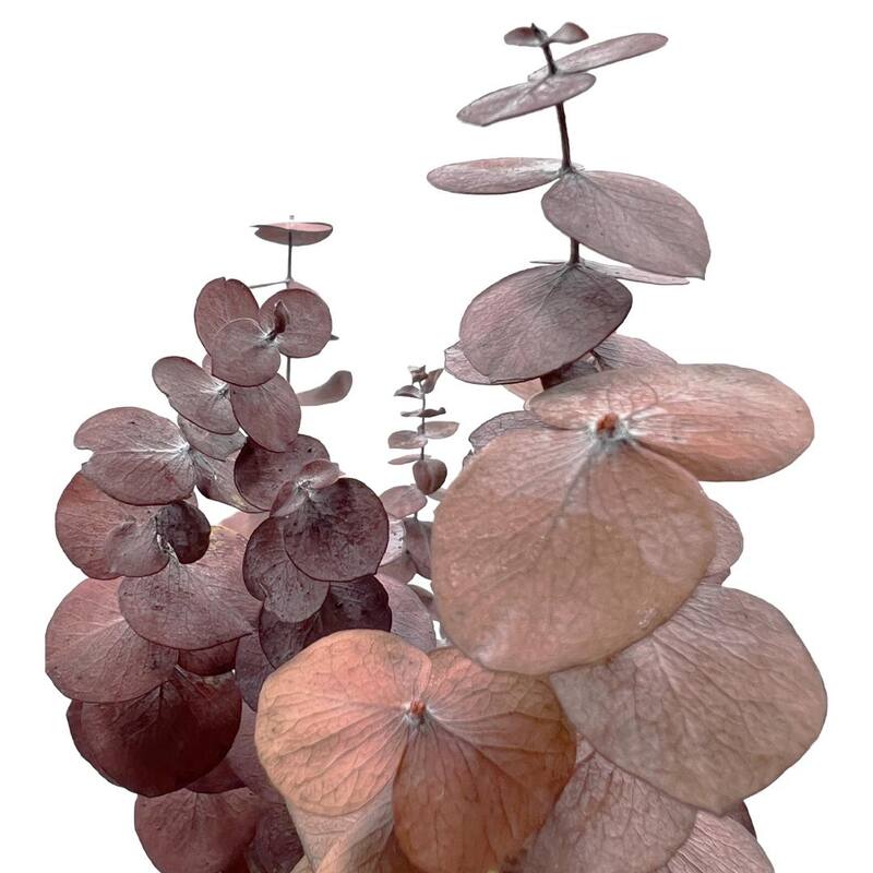 Bundle of 4 Preserved Eucalyptus Leaves ,17-23" long - 20 inches