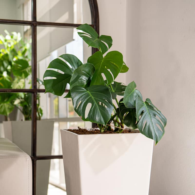 XBrand Modern Square Tapered Planter – 28" or 30" Tall, Indoor & Outdoor Use