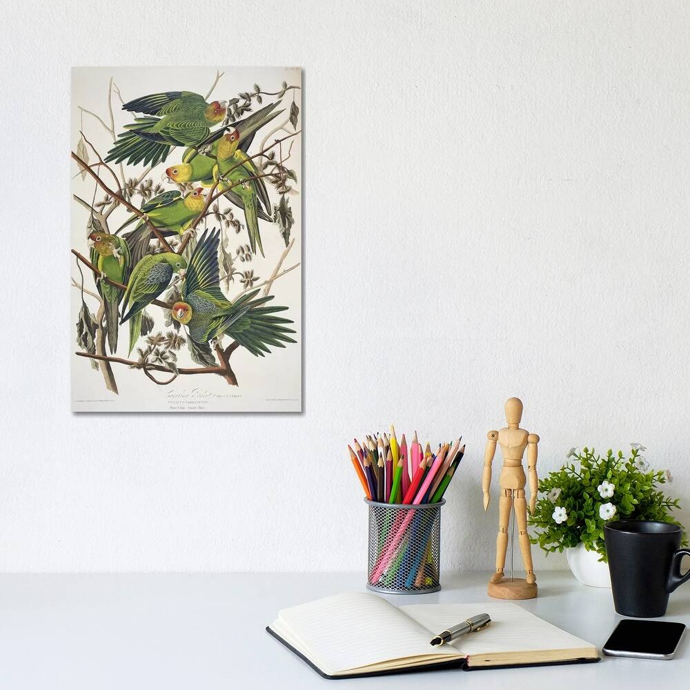 iCanvas "Carolina Parrot & Cuckle Burr" by John James Audubon Canvas Print