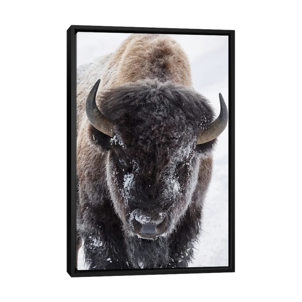 iCanvas "Bison, Yellowstone National Park" by Ken Archer Framed Canvas Print