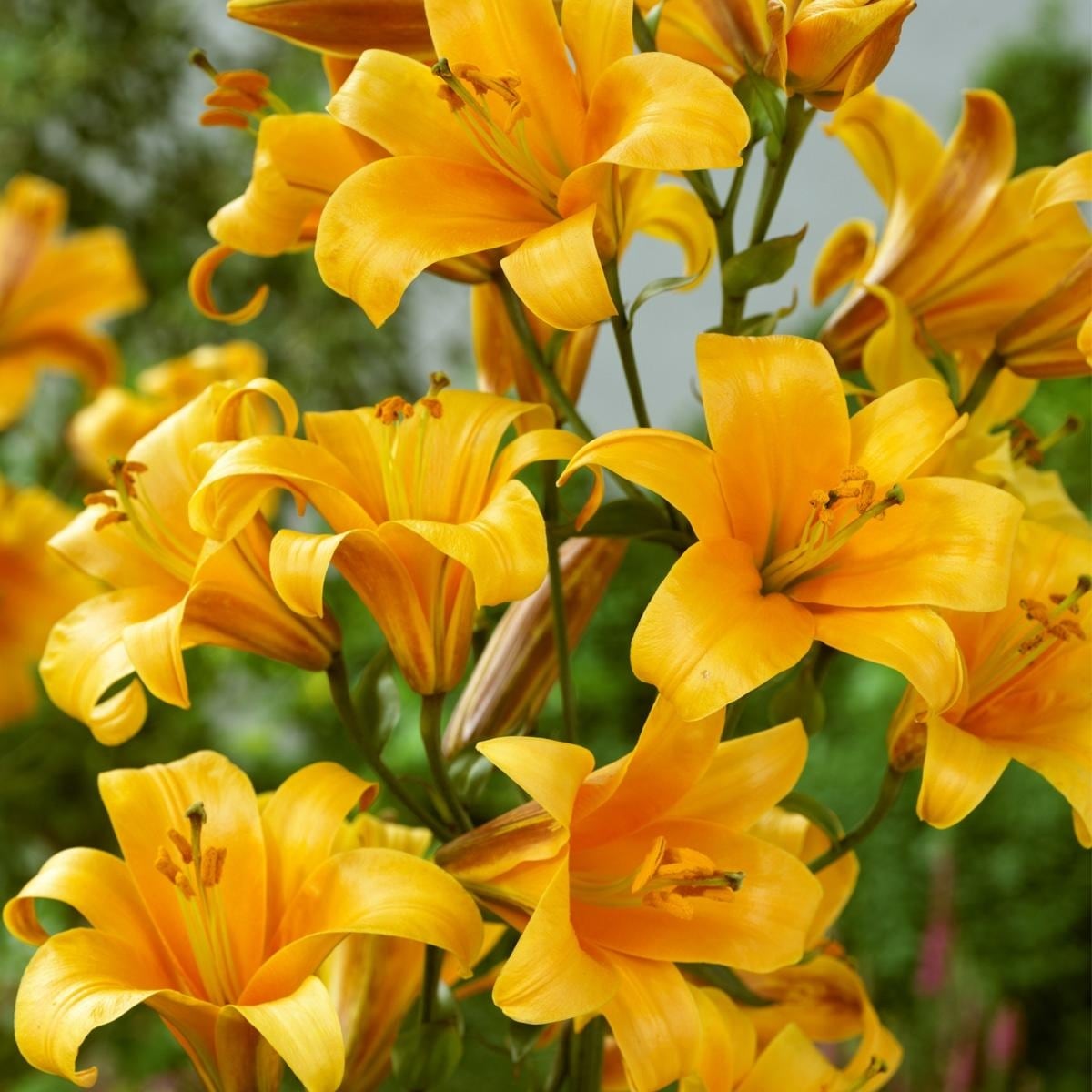 Van Zyverden Lilies Premium OT Hybrid Orange Planet Set of 5