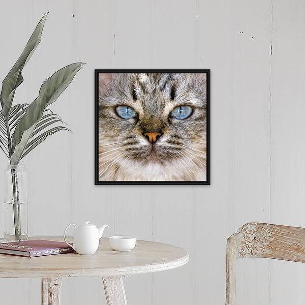 Shop Beautiful Blue Eyes Of A Longhaired Cat Black Float Frame