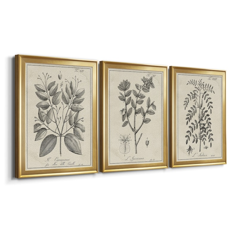 Antique Black & White Botanical VII Premium Framed Canvas - Ready to Hang - Multi-Color