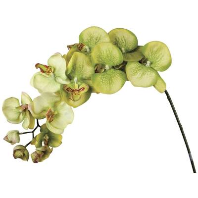 Green Phalenopsis Orchid Stem Artificial Flower