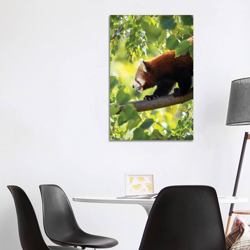 iCanvas "Red Panda Walking Along A Tree Branch" by Jane Rix Canvas Print - 40x26x1.5