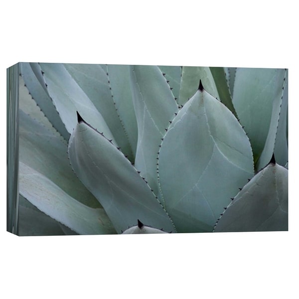 PTM Images 9-103755 PTM Canvas Collection 8" x 10" - "Whale's Tongue Agave" Giclee Succulents Art Print on Canvas