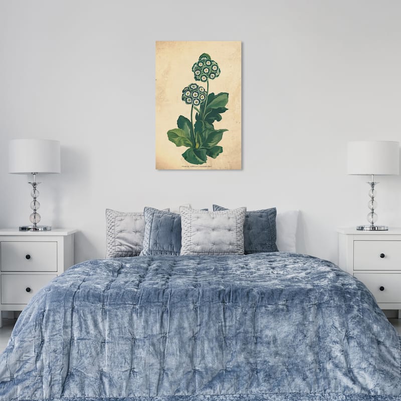 Wynwood Studio Canvas Floral and Botanical Primula Auricula Botanical Green and Dark Purple Traditional Wall Art Canvas Print - 36 x 24