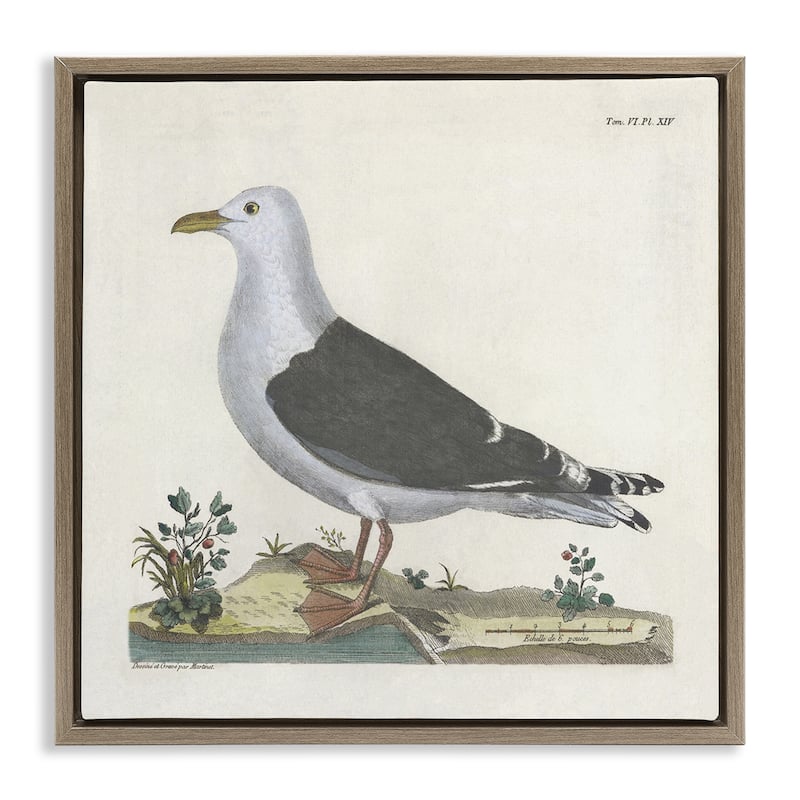 Stupell Vintage Seagull Study Diagram Framed Floater Canvas Wall Art Design By Phillipa Katz - 25 x 25 - Brown