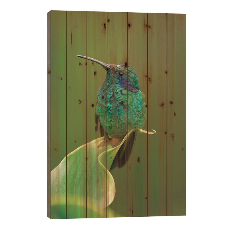 Green Violet-Ear Hummingbird Perched On Leaf, Costa Rica Print On Wood by Thomas Marent - Multi-Color - 40x26x1.5