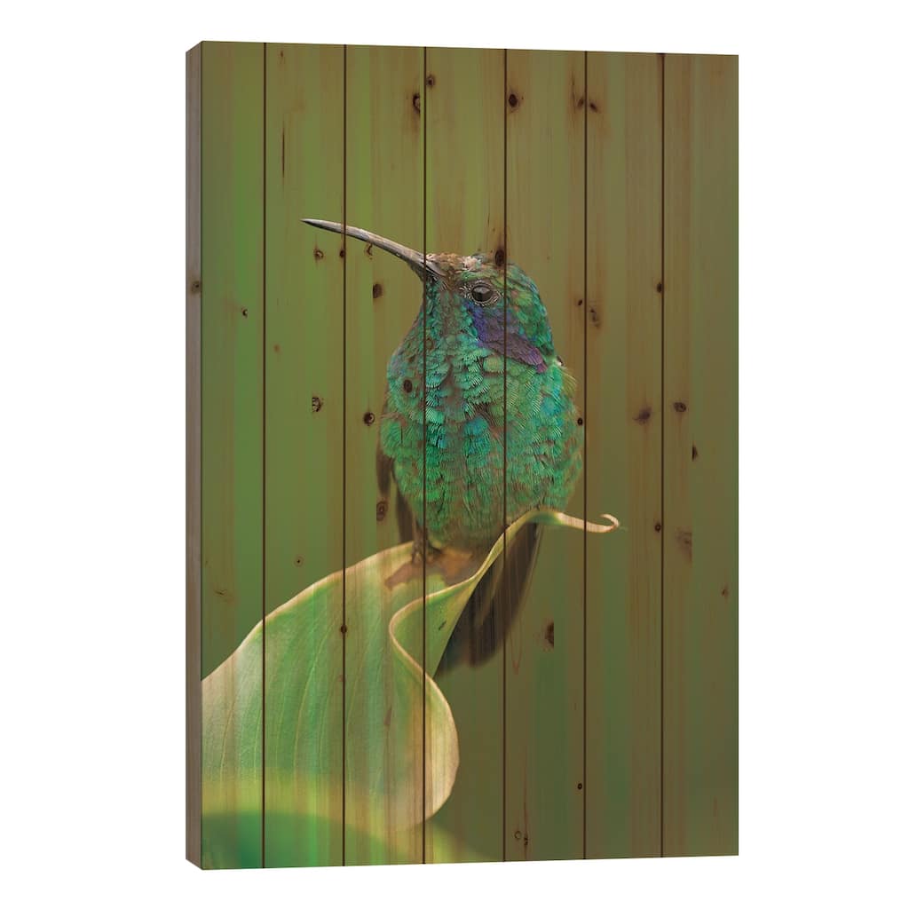 Green Violet-Ear Hummingbird Perched On Leaf, Costa Rica Print On Wood by Thomas Marent - Multi-Color