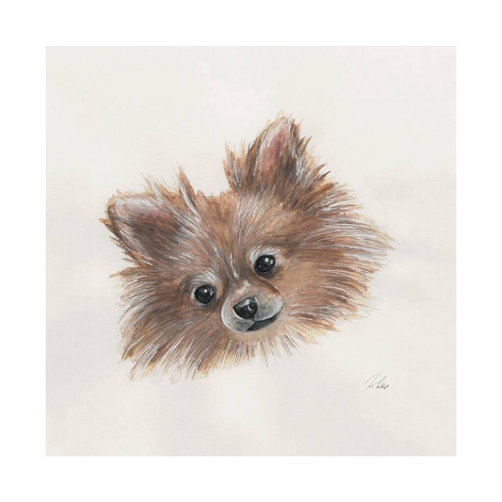Frankie (Pomeranian 1) (30 x 30) Canvas Art Print