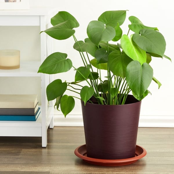 8 Pack 12" Plastic Plant Saucer Trays Terracotta - Bed Bath & Beyond -  40651846