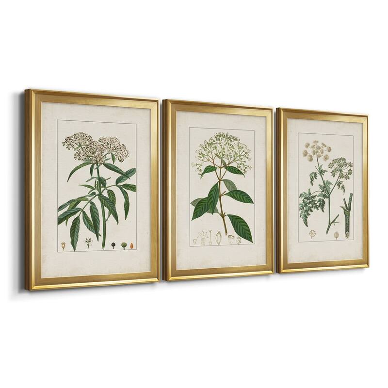 Antique Turpin Botanical VII Premium Framed Canvas - Ready to Hang - Multi-Color