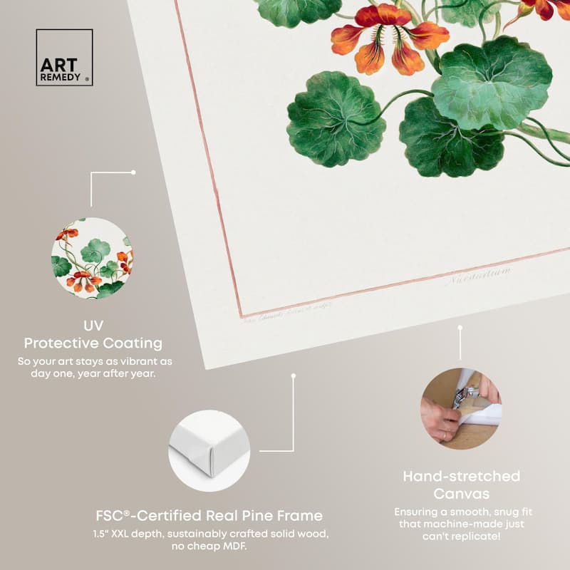 Nasturtium (1788) Canvas by Art Remedy, Gallery Wrapped