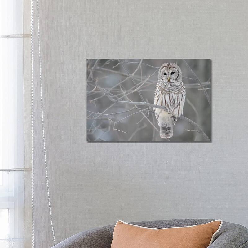 iCanvas "Barred Owl on Branches" by Unknown Artist Canvas Print - 18x26x1.5