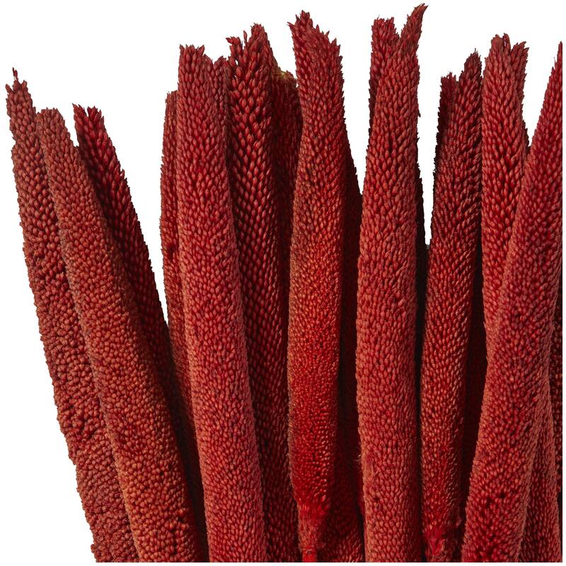 Dried Plant Bunny Tail Home Decor Natural Foliage - White, Red, Dark Brown, Orange, Green, Pink, Yellow - Roche River Decor