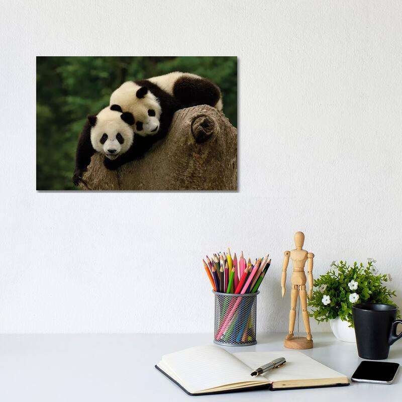 iCanvas "Giant Panda Babies, Conservation & Research Center For The Giant Panda, Wolong Reserve" by Pete Oxford Canvas Print - 8x12x0.75