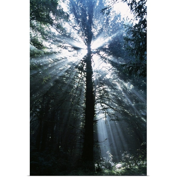 "Sunshine Through Mist And Trees" Poster Print