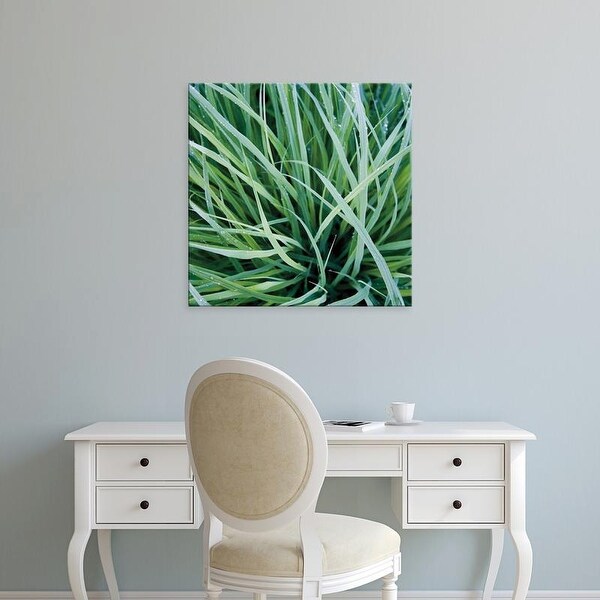 Easy Art Prints Jan Bell's 'Grass with Morning Dew' Premium Canvas Art
