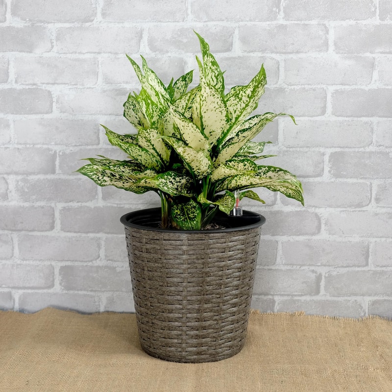 2-Pack Self-watering Wicker Round Decor Planter