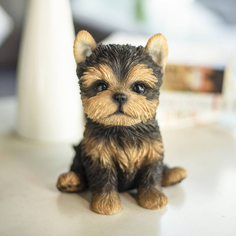 SoReal Brown YorkTerrier