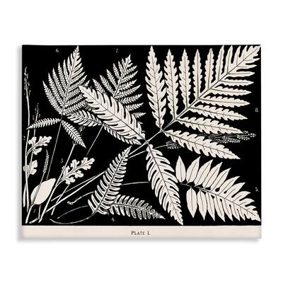 Stupell Overlapping Ferns on Black Canvas Wall Art Design By Phillipa Katz