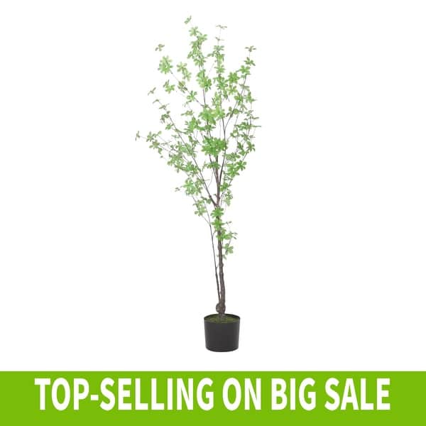 wisteria bonsai tree Mysterious Wisteria Bonsai