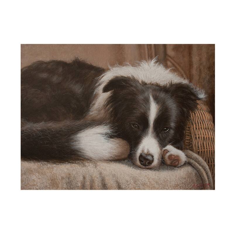 John Silver 'Border Collie' Canvas Art Bed Bath & Beyond 39538452