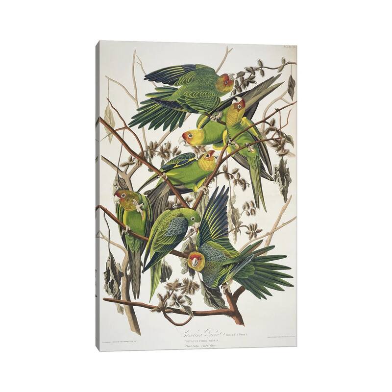 iCanvas "Carolina Parrot & Cuckle Burr" by John James Audubon Canvas Print