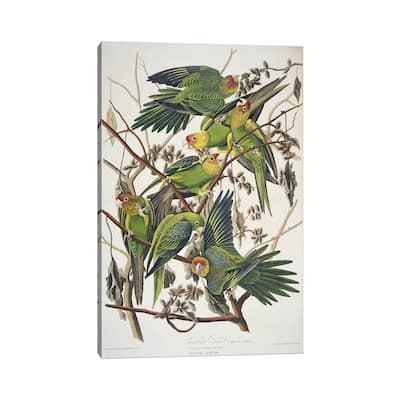 iCanvas "Carolina Parrot & Cuckle Burr" by John James Audubon Canvas Print