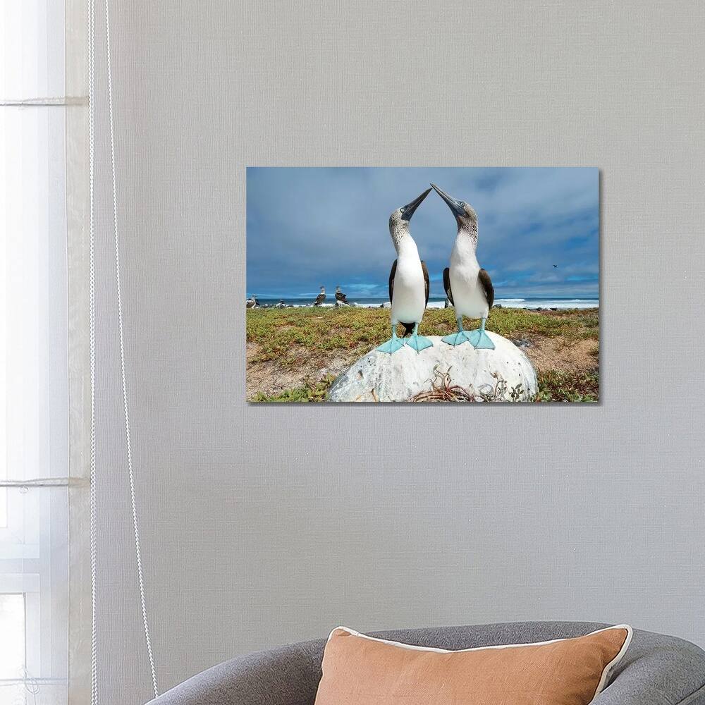 iCanvas "Blue-Footed Booby Pair Courting, Santa Cruz Island, Galapagos Islands, Ecuador" by Tui De Roy Canvas Print