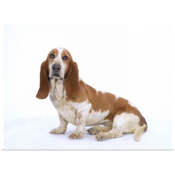 basset hound sitting