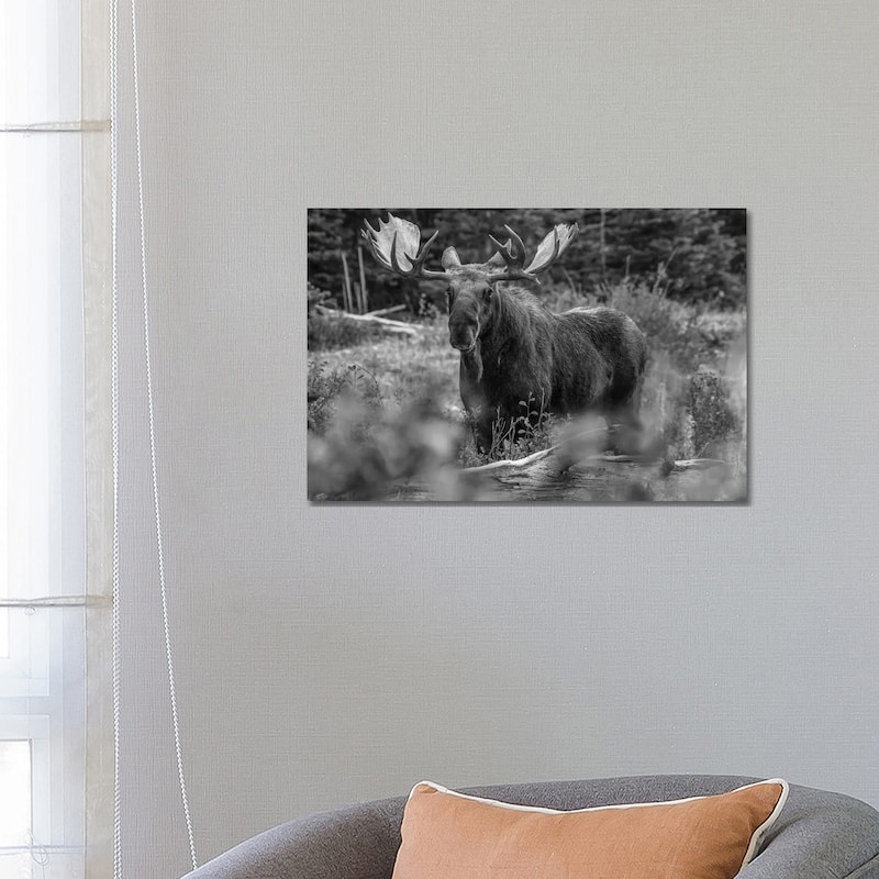 iCanvas "Moose bull, Glacier National Park, Montana" by Tim Fitzharris Canvas Print - 18x26x1.5