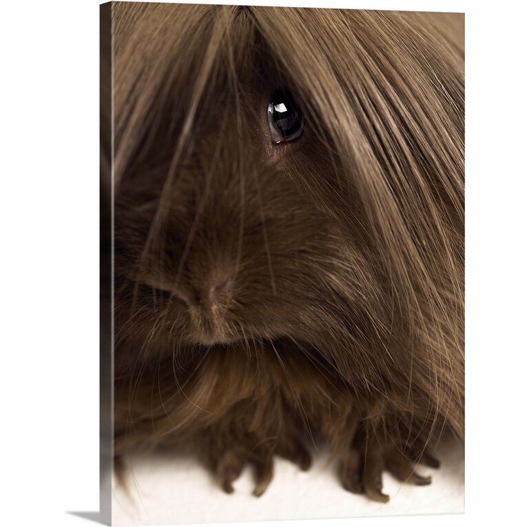 Shop Long Haired Guinea Pig Close Up Canvas Wall Art Free
