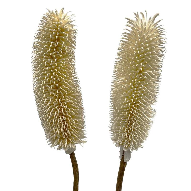 Bundle of 4 Dried Dipsacus Sativus, Teasel,20-24 inch long - 22-24 inch