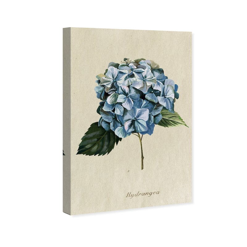 Wynwood Studio Canvas Floral and Botanical Hydrangea Botanical Blue and Pastel Pink Traditional Wall Art Canvas Print