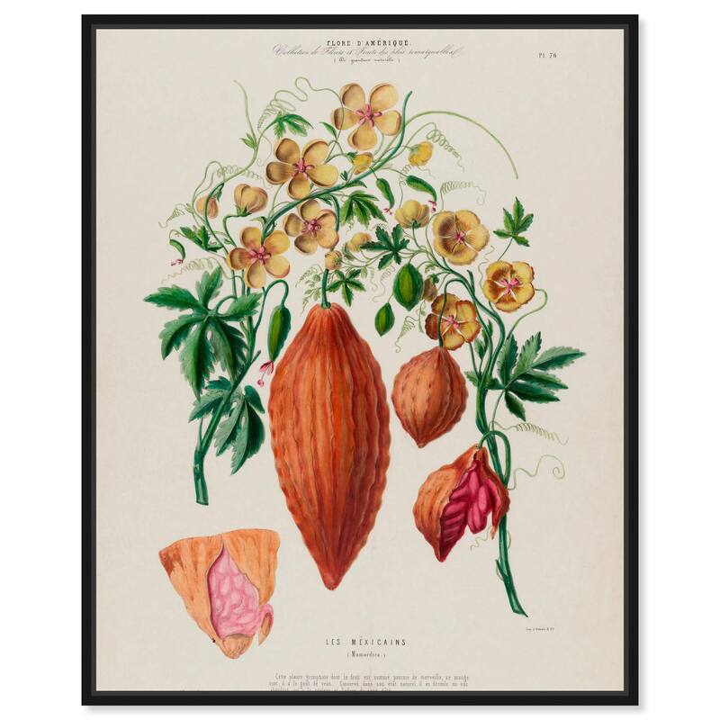 Momordica Exotic Floral Flore Canvas by Art Remedy - Black - 30" x 36"