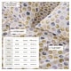 preview thumbnail 2 of 73, Linery & Co. Ultra-Soft Coastal-Inspired Brushed Microfiber Sheet Set.