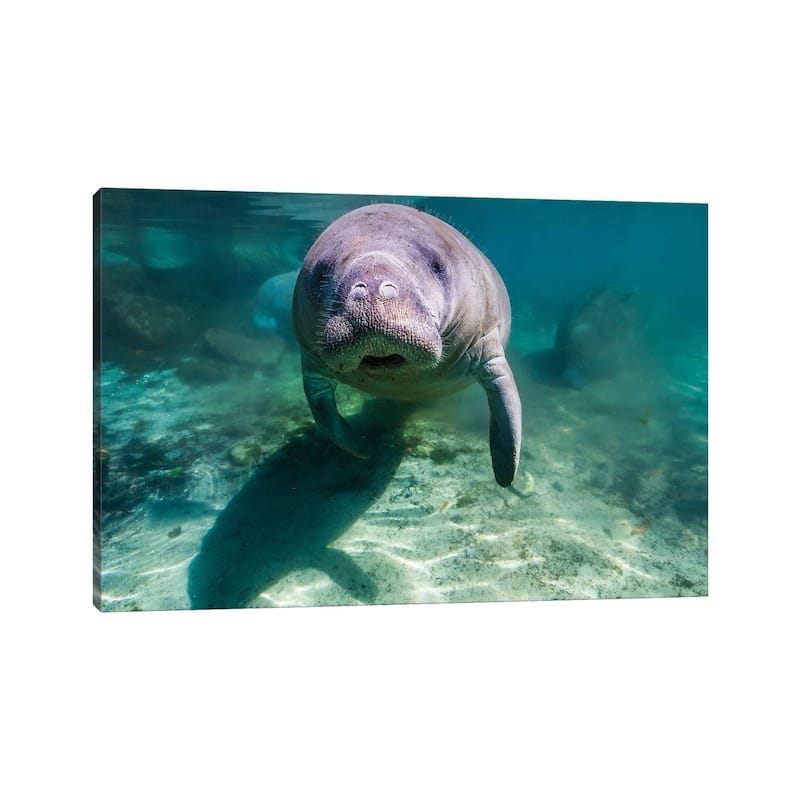 iCanvas "Manatee In Crystal River, Florida" by Jennifer Idol Canvas Print