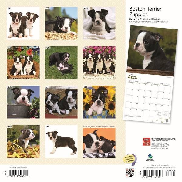 Shop Boston Terrier Puppies Wall Calendar Boston Terrier By