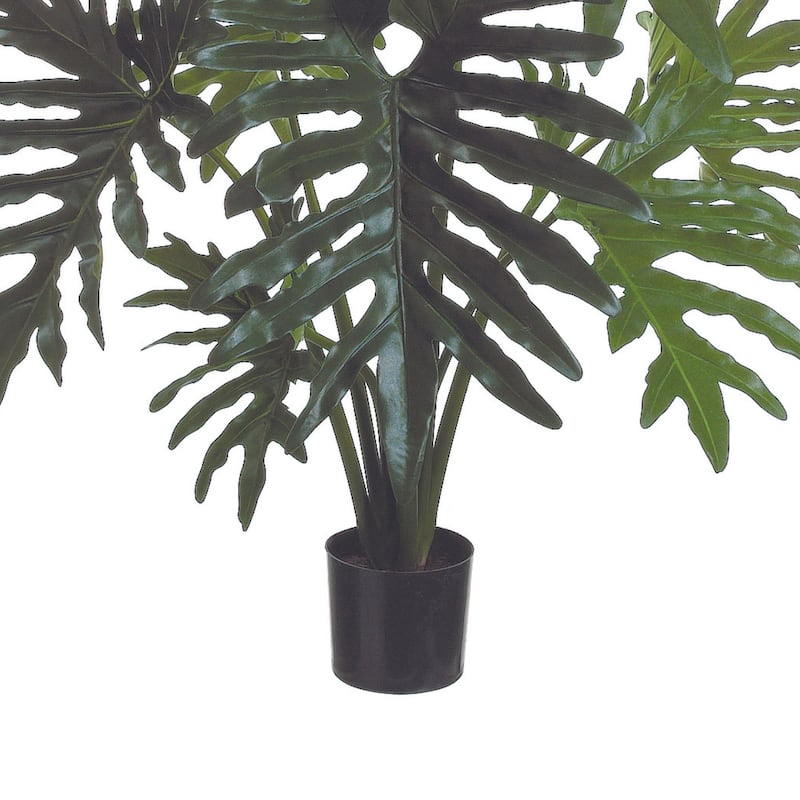 Philodendron Plant - Green