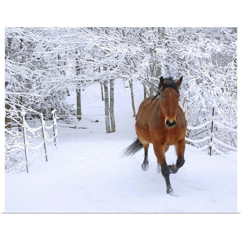 Shop Horse Trotting Through Fresh Snow Covered Scenery Poster Print Overstock 16495354
