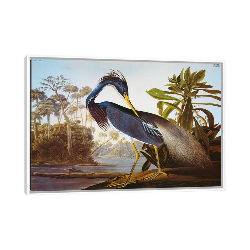 iCanvas "Louisiana Heron From "Birds of America"" by John James Audubon Framed Canvas Print - White - 32x48