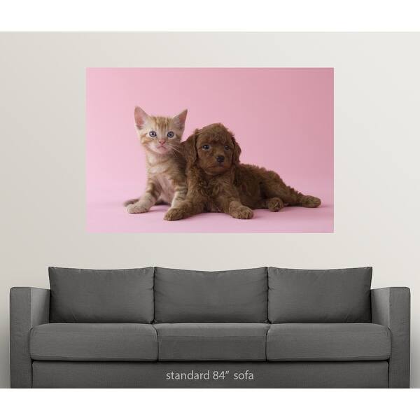 Shop American Short Hair Kitten And Toy Poodle Puppy Lying