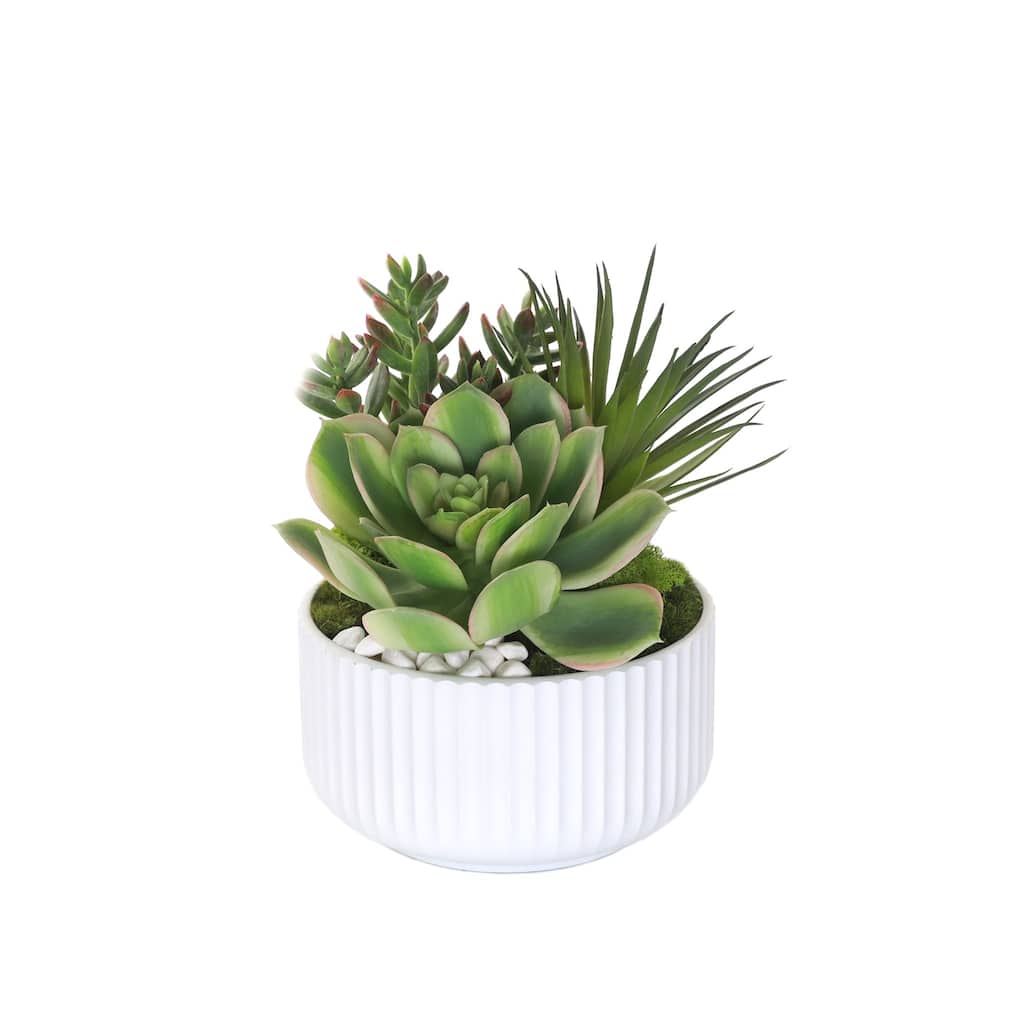 Succulents Arrangement with White Rocks in White Pot - Green,green red, green pink