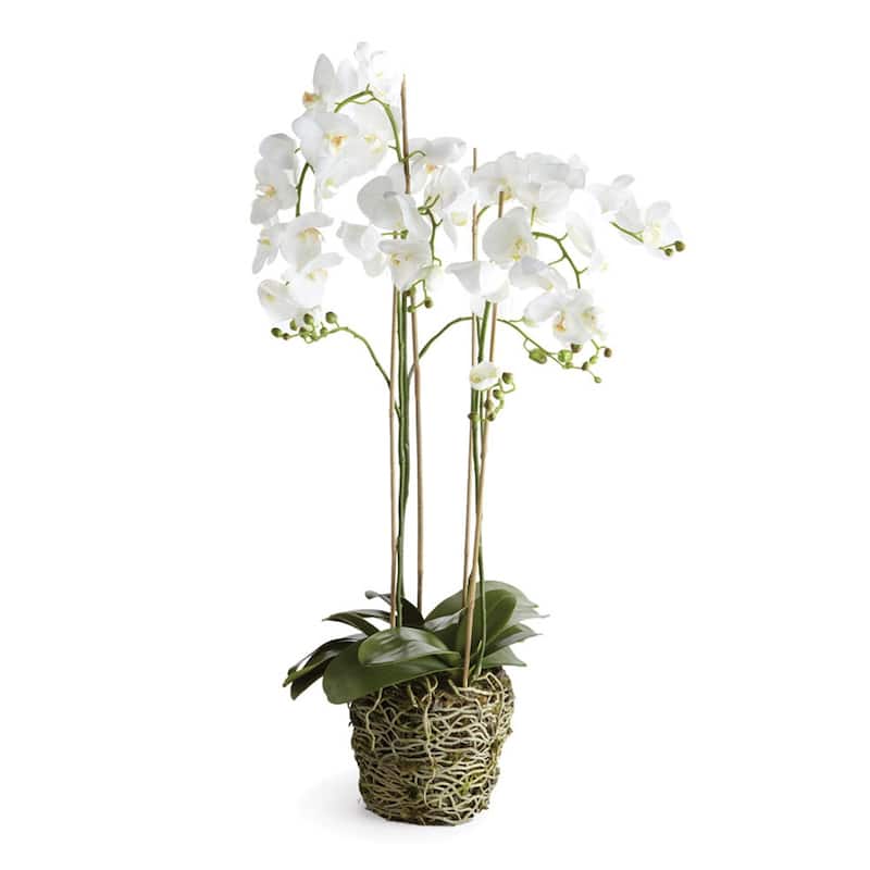 Phalaenopsis Orchid Drop-In 44" with Root Ball
