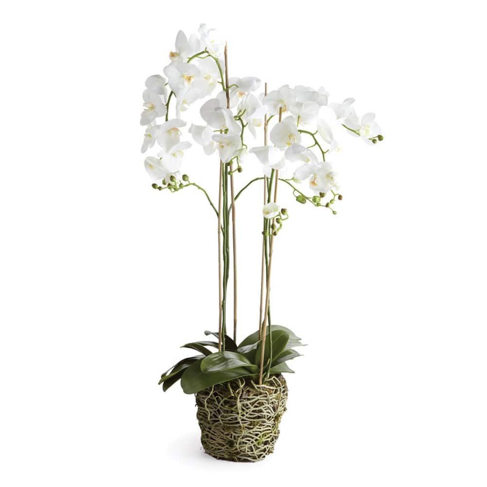 Phalaenopsis Orchid Drop-In 44" with Root Ball