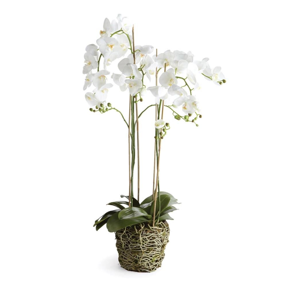 Phalaenopsis Orchid Drop-In 44" with Root Ball