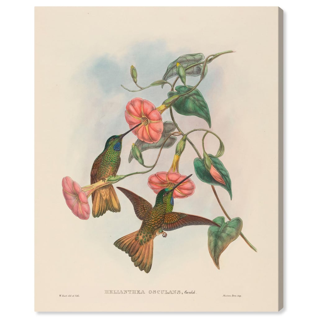 Gould's Hummingbirds Canvas by Art Remedy, Gallery Wrapped